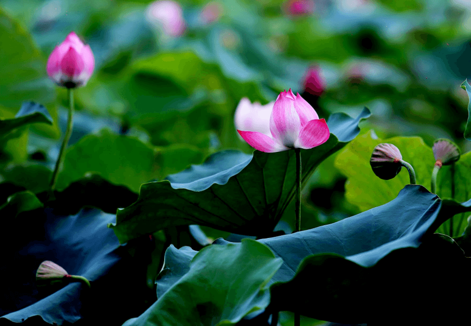 Lotus Khon Kaen
